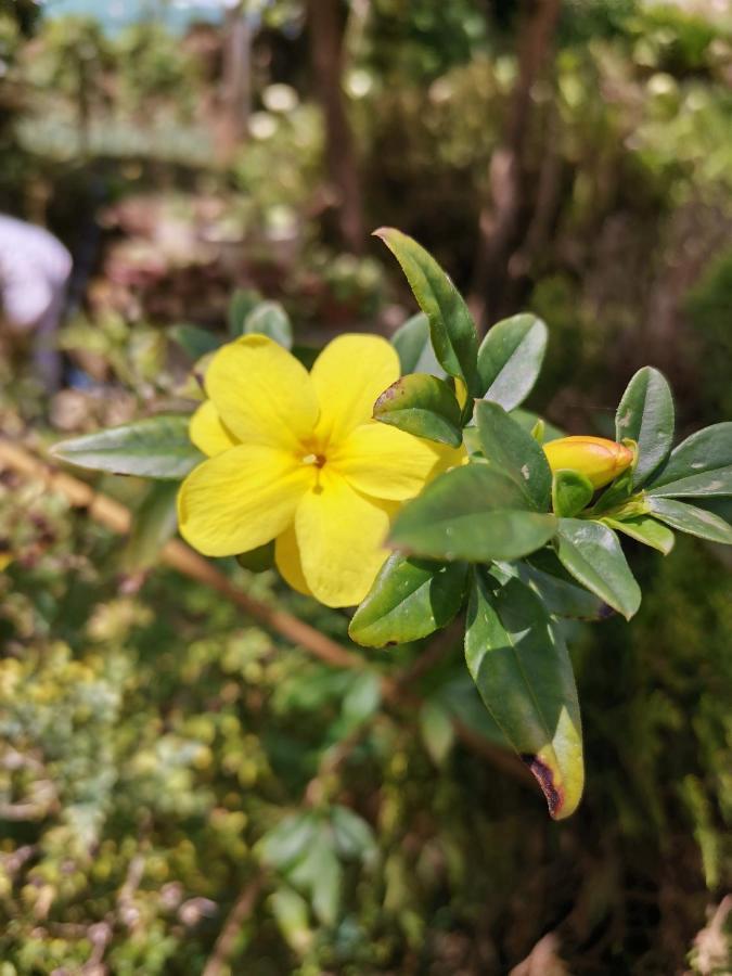 The Galways Edge Homestay ヌワラ・エリヤ エクステリア 写真