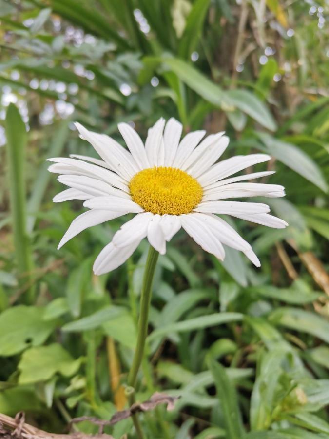 The Galways Edge Homestay ヌワラ・エリヤ エクステリア 写真